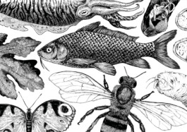 Tier Illustrationen von Brian Storm