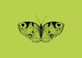 Schmetterling Illustration von Brian Storm