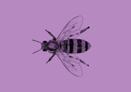 Biene Illustration von Brian Storm