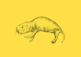 Nacktmull Illustration von Brian Storm